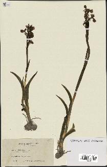 spécimen de Orchis alata