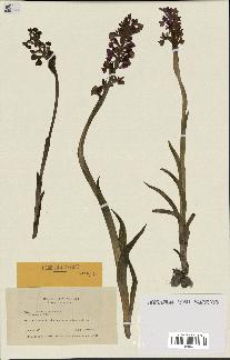 spécimen de Orchis alata