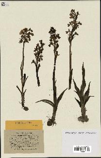 spécimen de Orchis alata