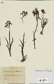 spécimen de Orchis alata