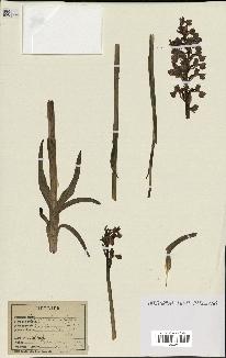 spécimen de Orchis alata