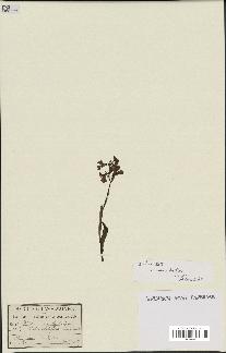 spécimen de Orchis alata