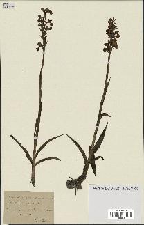 spécimen de Orchis alata