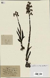 spécimen de Orchis alata
