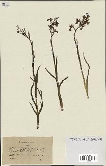 spécimen de Orchis alata