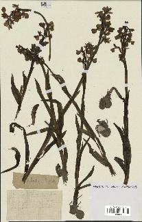 spécimen de Orchis alata