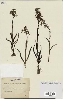 spécimen de Orchis alata