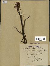 spécimen de Orchis alata
