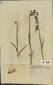 spécimen de Orchis alata