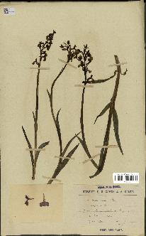 spécimen de Orchis alata