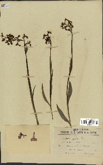 spécimen de Orchis alata