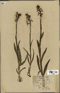 spécimen de Orchis alata