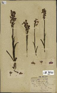 spécimen de Orchis alata