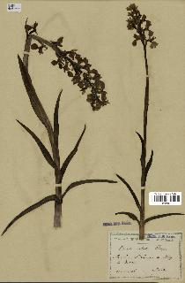 spécimen de Orchis alata