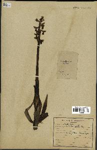 spécimen de Orchis alata