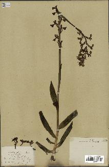 spécimen de Orchis alata
