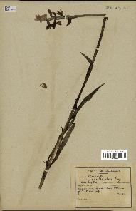 spécimen de Orchis alata