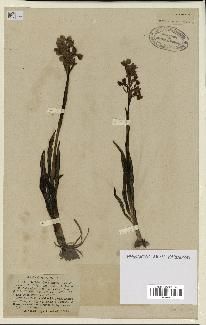 spécimen de Orchis alata