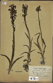 spécimen de Orchis alata