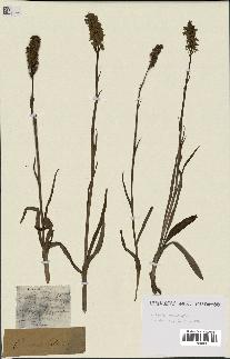 spécimen de Dactylorhiza maculata