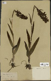 spécimen de Dactylorhiza latifolia