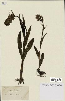 spécimen de Dactylorhiza latifolia