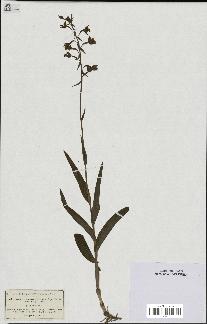 spécimen de Epipactis palustris