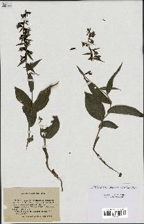 spécimen de Epipactis latifolia