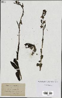spécimen de Ophrys scolopax