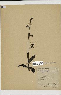 spécimen de Ophrys scolopax