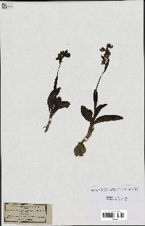 spécimen de Ophrys lutea