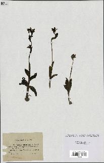 spécimen de Ophrys fusca