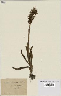 spécimen de Orchis ovalis