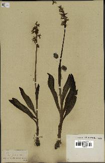 spécimen de Orchis ovalis