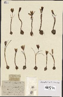 spécimen de Crocus variegatus