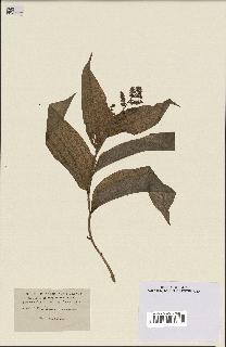 spécimen de Maianthemum racemosum
