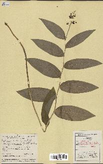 spécimen de Maianthemum racemosum