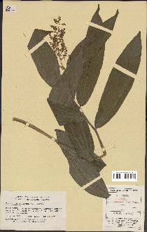 spécimen de Maianthemum racemosum