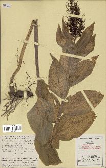spécimen de Maianthemum racemosum