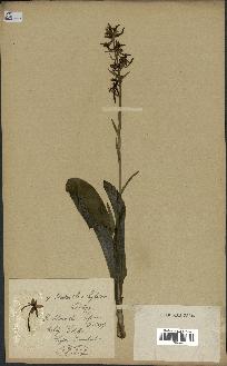 spécimen de Platanthera bifolia