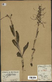 spécimen de Himantoglossum hircinum