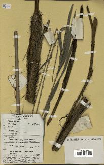 spécimen de Daemonorops sp.