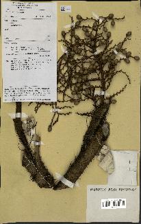 spécimen de Daemonorops sp.