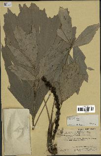 spécimen de Caryota sp.