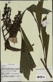 spécimen de Caryota sp.