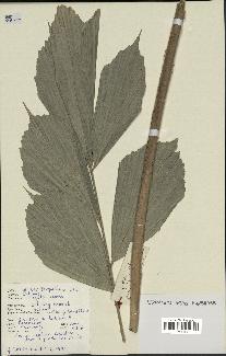 spécimen de Caryota urens