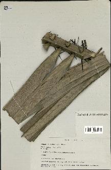 spécimen de Astrocaryum javarense