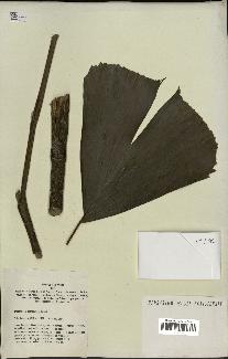 spécimen de Iriartella stenocarpa