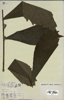 spécimen de Iriartella stenocarpa
