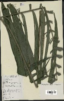 spécimen de Geonoma maxima